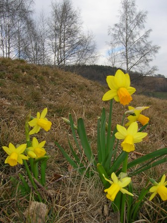 fiore primaverile 