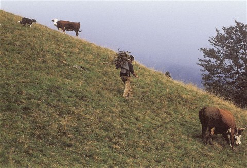 si fa legna tornando alla baita