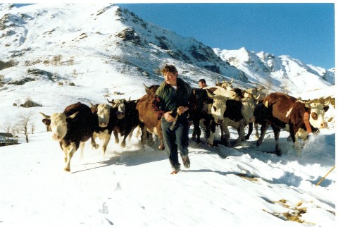 la mandria scende a valle, e' la desarpa